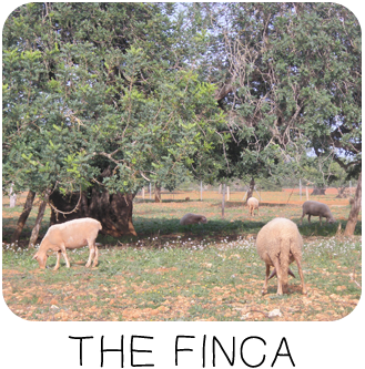 La Finca Vinya den Palerm