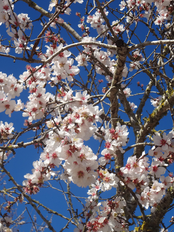 almendros-en-flor-vinyadenpalerm-agroturismo-ibiza