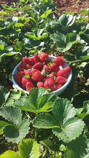 fresas_vinyadenpalerm_agroturismo