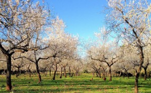 Vinya_SantaInes_Almendros