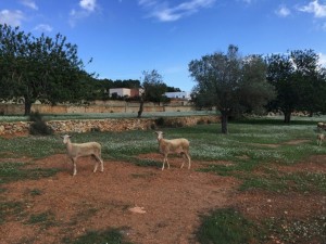 vinyadenpalerm_ibiza_octubre