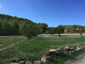 vinyadenpalerm_ibiza_octubre2