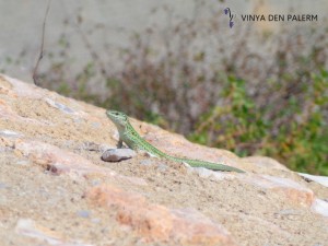 Vinya_den_palerm_lagartija (Small)