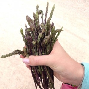 Vinya_ibiza_esparragos